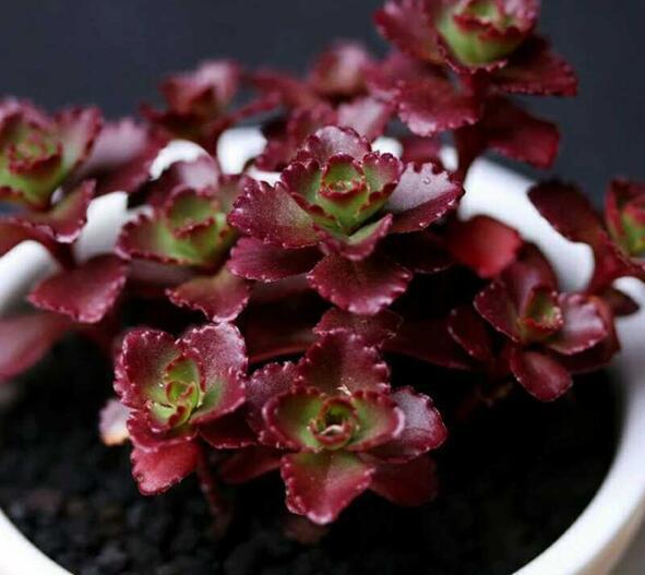 多肉植物小球玫瑰怎么养教你3个养花妙招,小球玫瑰茎长又饱满