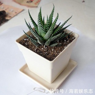 休眠期|夏天多肉养不活那是你没找对方法,学一招帮它度过休眠期!