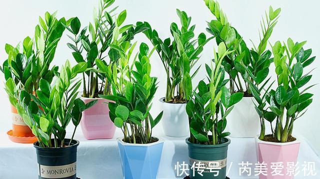 金钱树有“3怕2不喜”,难怪越养越稀疏,从不长新芽