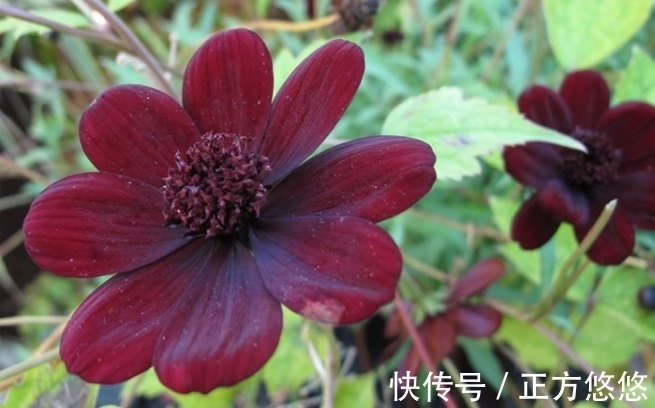 观赏|世界上最稀有的花,有些美的让人不可思议,是观赏精品