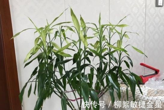 回家|现在逛花市遇到这五种花，转头就走不要买！买回家也养不活！