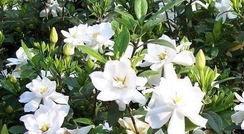 家乐花|养花就养这几款,漂亮又好闻,全年开花不断,花开美观又大气