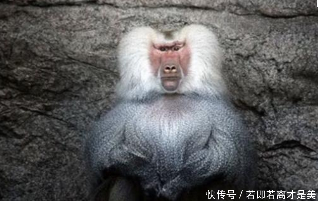 年前|36年前,移植“狒狒”心脏的女婴成功续命,结局却令人惋惜