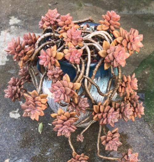 容易养成悬崖桩的3种多肉,好养护叶色靓,大气高贵有档次!