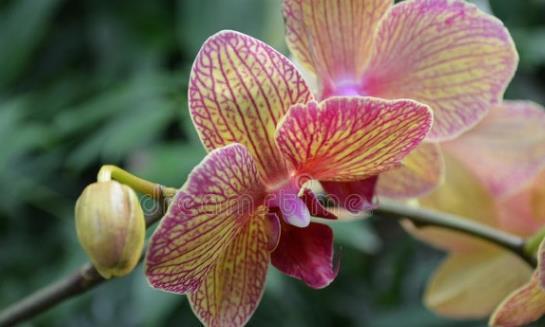 茉莉花|6种北方不适合养的花卉,技术不到位容易死,非高手就不要考虑了