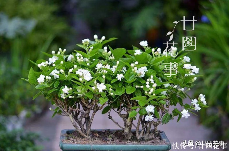 太阳花|懂花的人，喜欢在夏天养10种花，有香有色，越热长得越欢实