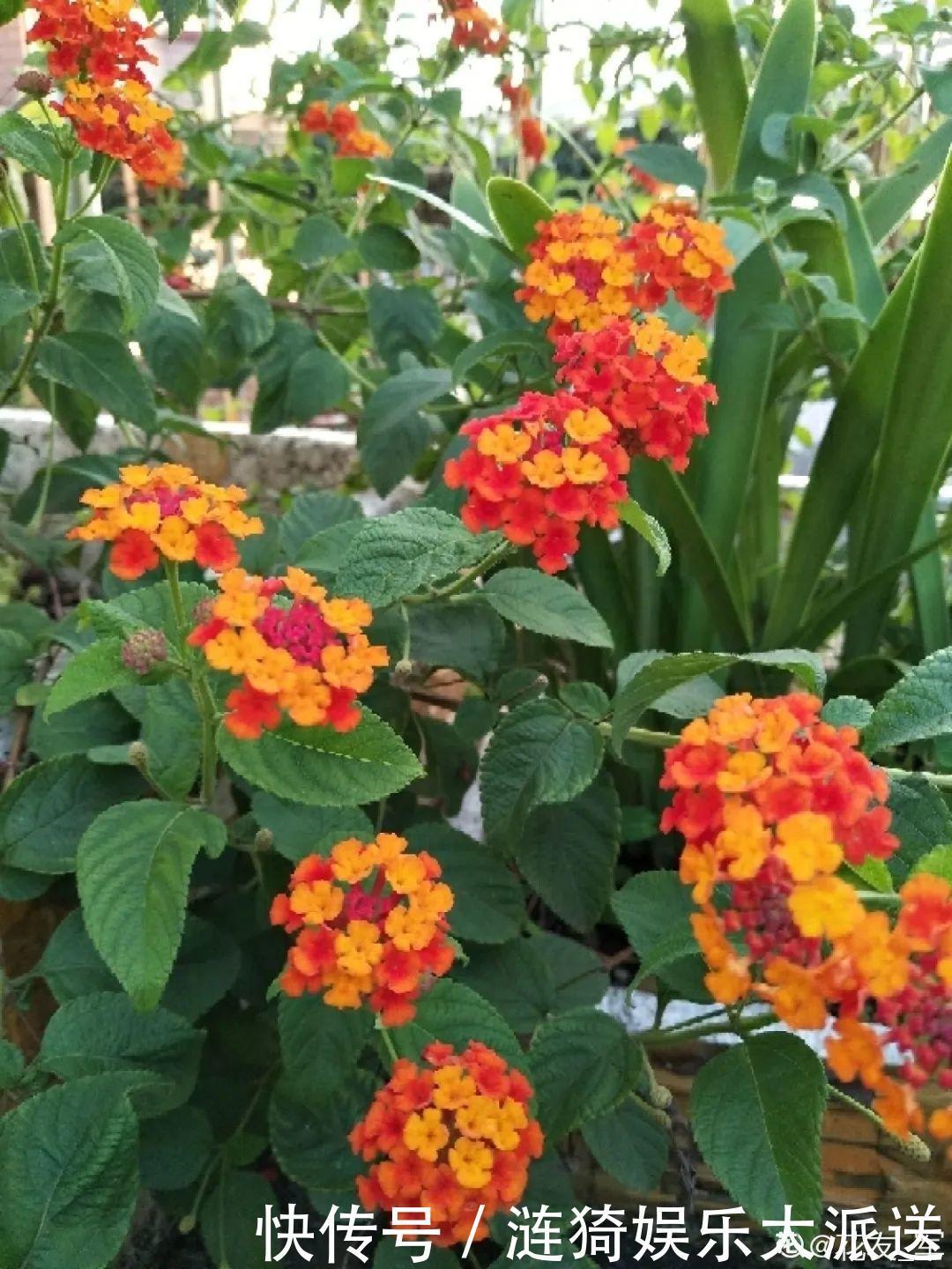 猪笼草|7种花插土里,立马长满院子,蚊虫不敢靠近!