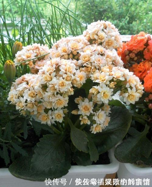 3种“养不死”的花,适合新手,不只是好养,关键很漂亮