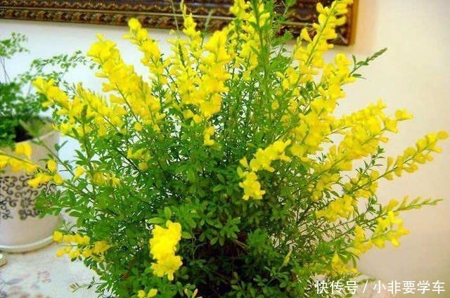 这5种花,个个好滋味,养的旺旺的,开一茬撸一茬,耐看又好吃