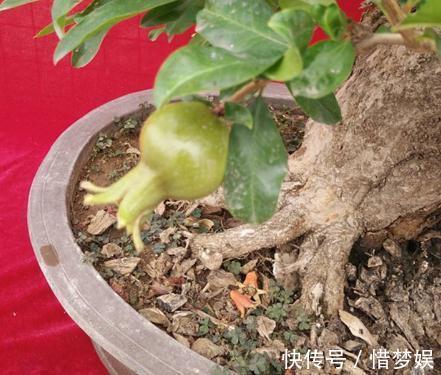 超哥|不会养花就养“3种树”，光一照就能长，养成老桩，价值翻10