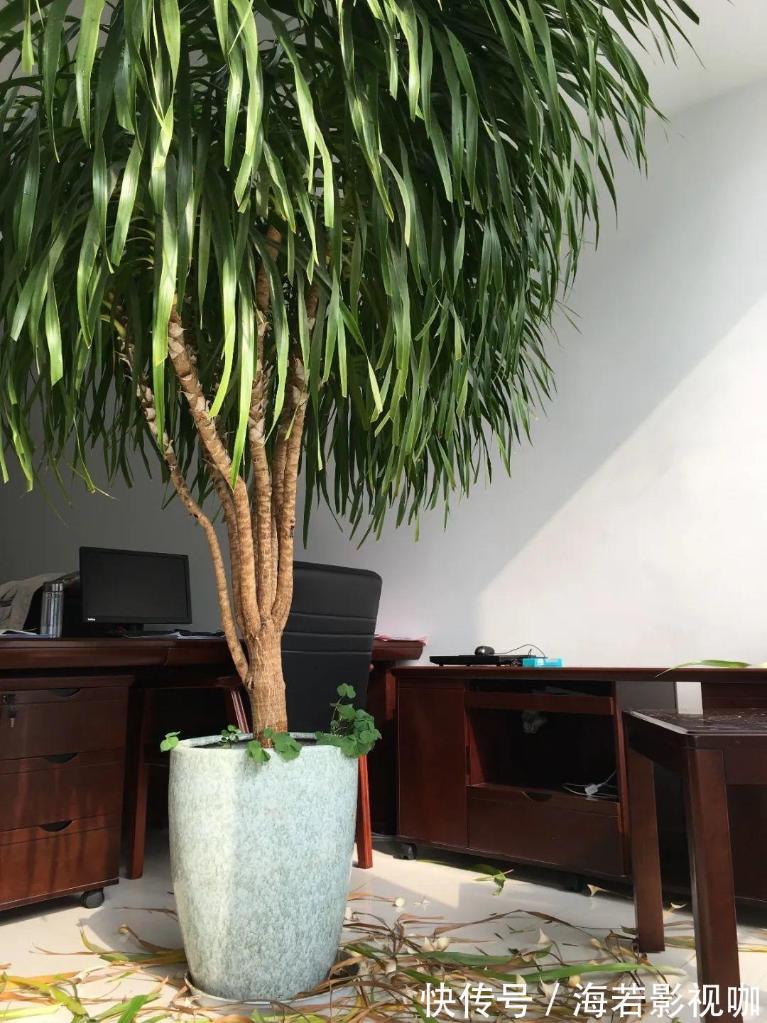龟背竹|30年的芦荟，20年的龟背竹，硬生生把花养成了树！