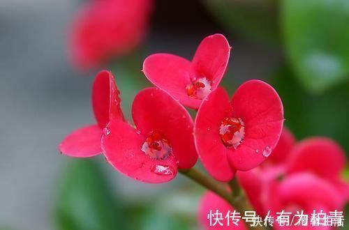 夹竹桃|4种有毒花,碰了麻烦大,再喜欢也别养,扔都不来及