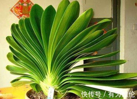 养花“高手”教你“3招”,让君子兰叶片侧看一条线,正看大扇面