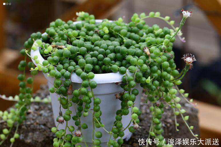 地儿|有地儿不放偏要挂起来没错,挂起来长得更好!