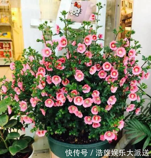 “4种花”适合懒人养,沾土就活,养都养不死,高雅漂亮、花期长