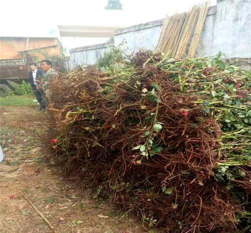 养花|养花新手买“老桩”,都被“割韭菜”,高手会省钱,专挑小的买