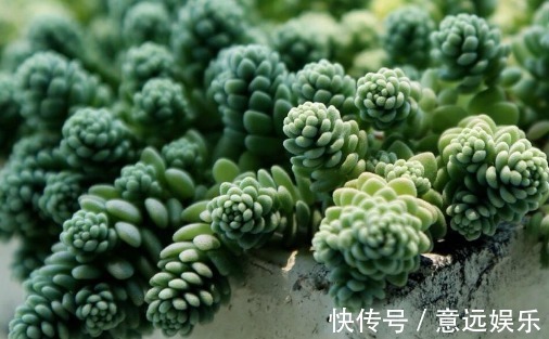 莲华子|五种一开花爆盆的多肉,漂亮好养懒人必备,漂亮好养惹人爱,呆萌