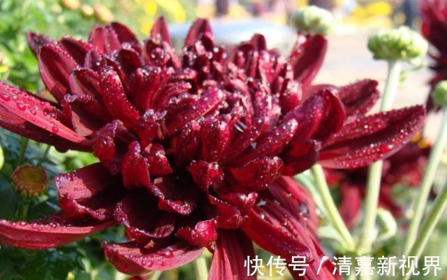 黑菊花|家里养花,不如养“珍稀名菊”墨菊,花色如墨,优雅妖娆