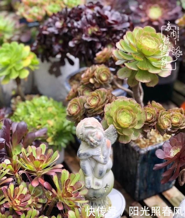 多肉法师欣赏在最美法师季,法师丛中一定住着小天使!