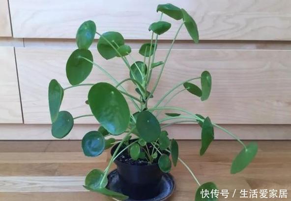 浇水|养花高手盆栽花草存在这3坏习惯要趁早改,迟了植物就遭殃