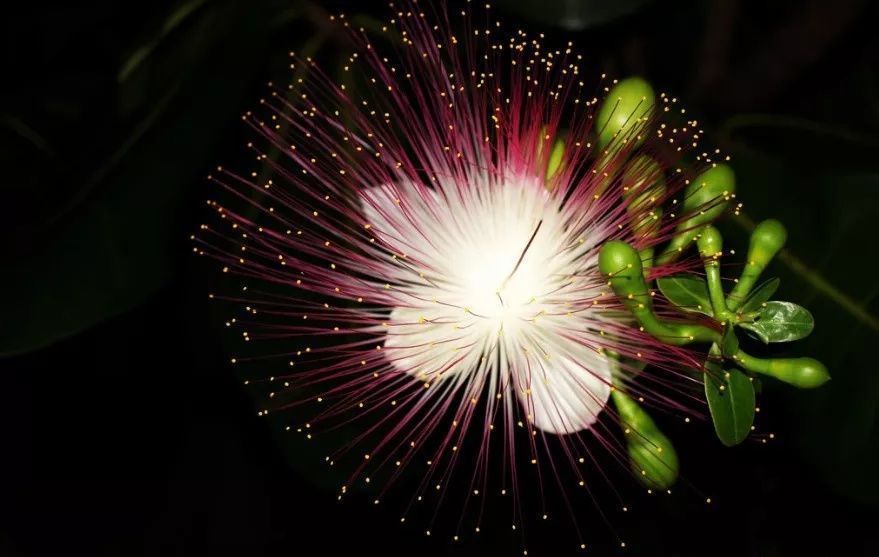 蓝眼菊|乡下拍到的照片，99的人没见过尤其是第7张绝了