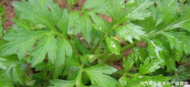 男女|艾葉煮水真是太厲害了,解決了男女不少的麻煩,現(xiàn)在明白還不晚!