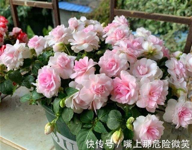 此种凤仙花，花开美胜月季，一年四季都有花看