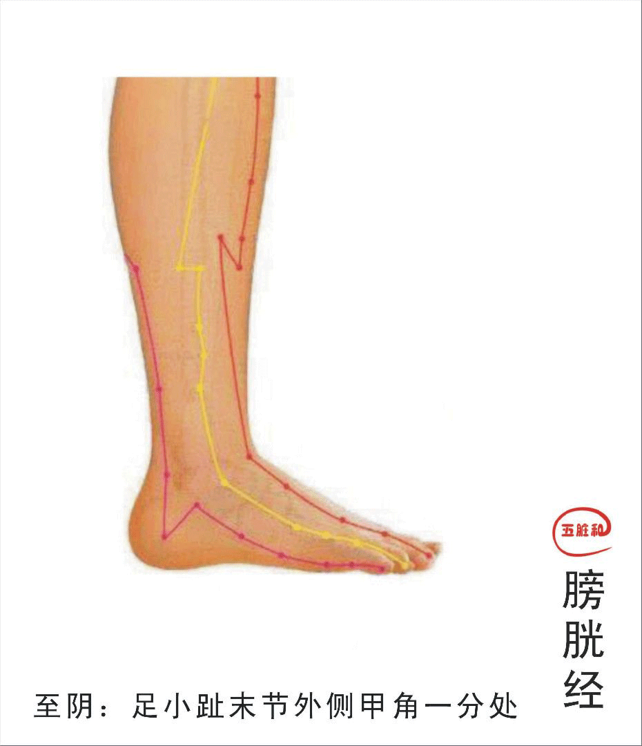 五输穴|六腑分布在指趾末端的六个井穴
