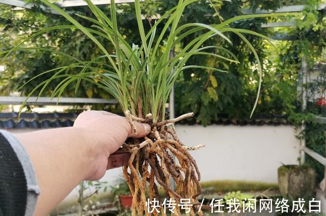 新栽的兰花什么时候浇水当时就浇和隔几天再浇，其实都不完全对