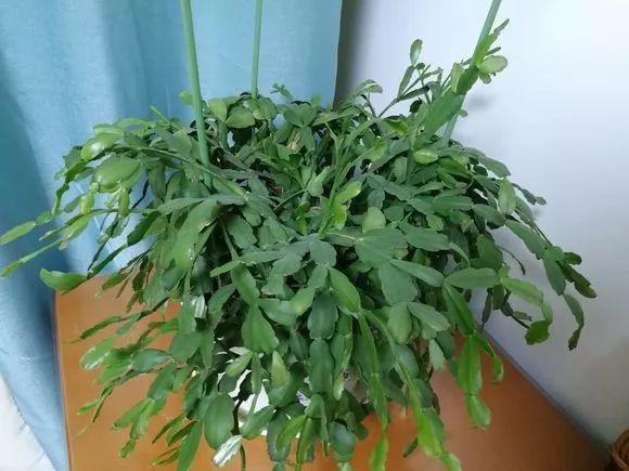 养护|蟹爪兰长出这种叶子，立马掰掉它，嗖嗖冒花苞！