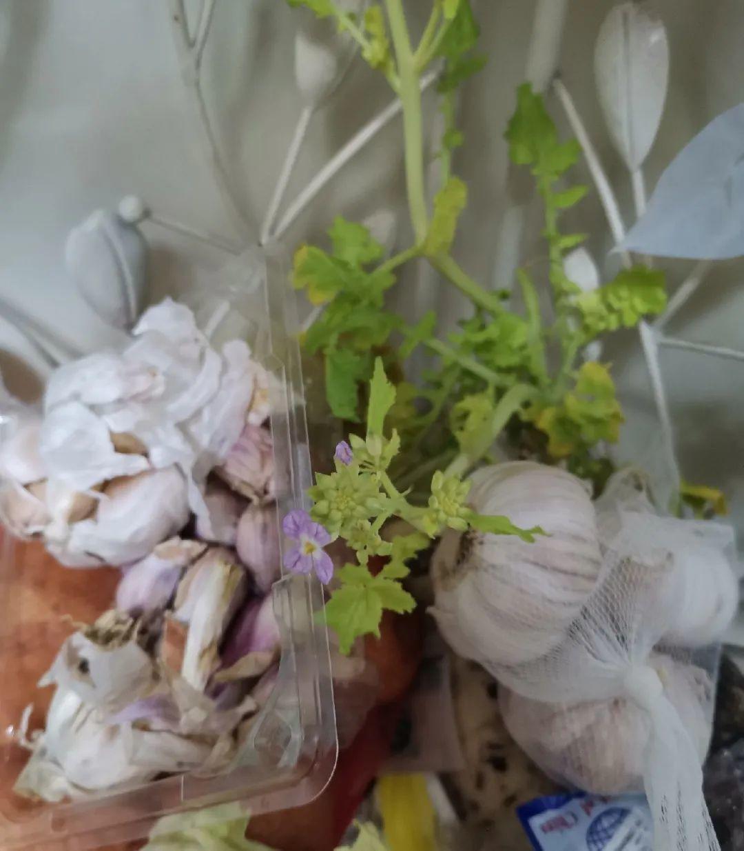 3个月后才回家,家里的花疯了,墙缝、房顶都爬满!