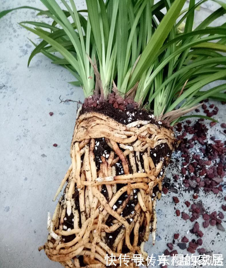 养兰先养根用这免费料养出粗壮大白根，兰花开花多又香