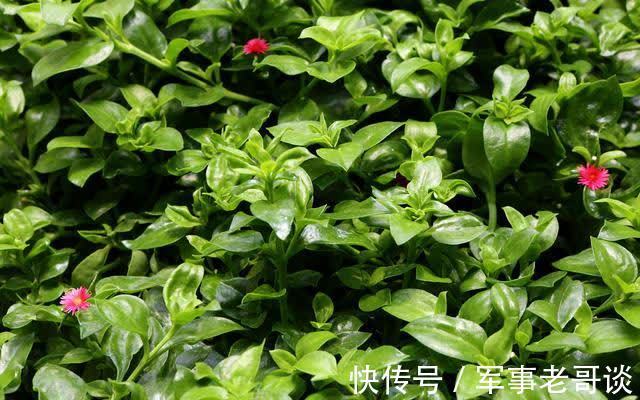 食物|女人中年养生,可以经常吃以下食物,疏通血管,延缓衰老,气色好