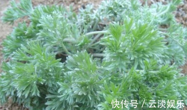 养肝|荒地里不起眼的野菜,竟然是养肝第一菜,抗病降血脂,早知早好