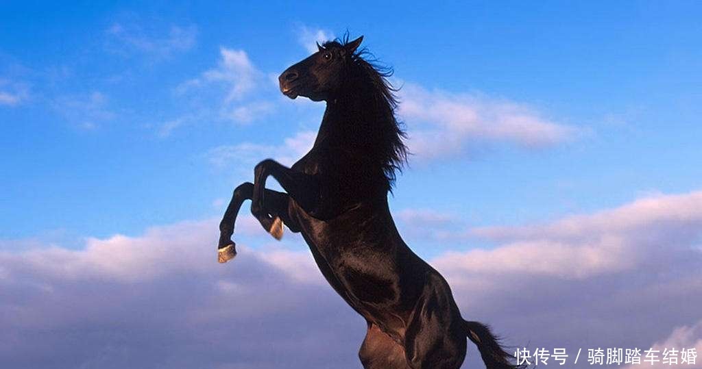 吕布死后“赤兔马”神采奕奕,为何关公死后,它却为其断食断粮!