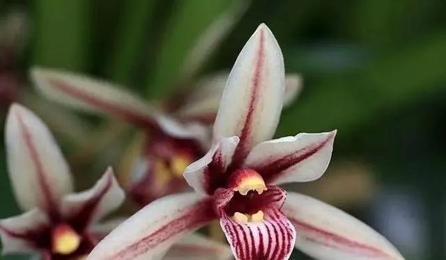 石斛兰|最全的兰花大鉴赏，看看你都见过几种兰花！