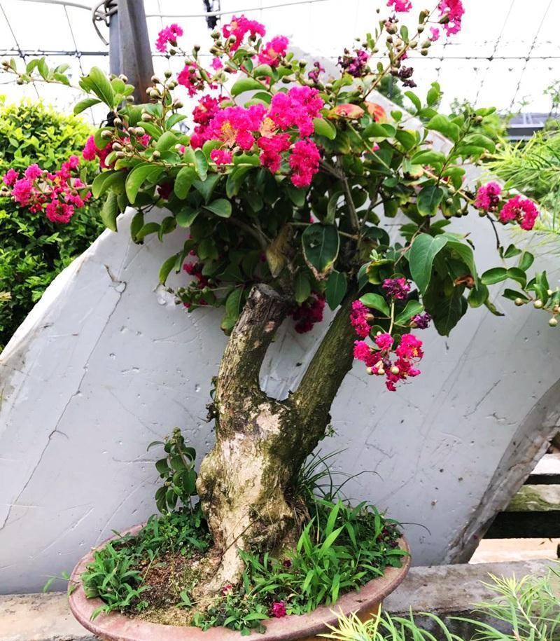 公认好养的“五种花”,漂亮又大气,还能养成老桩,越养越有价值