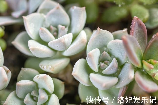 施肥|杨阿姨家的多肉15天浇一次生长水,3个月大变样,成就感满满