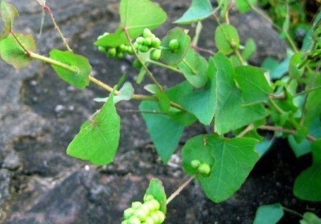 野草|长满倒刺的野草,蛇见到都害怕,被农村娃当零食吃,如今20元1斤