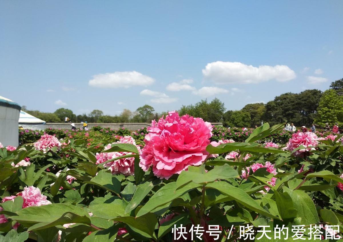 桂花|养4种植物堪称“投资”，养得越久，价值翻好几倍