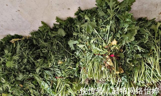 食用价值|一年采收7次,古代被称为“百菜之主”,如今沦为野菜少有人吃