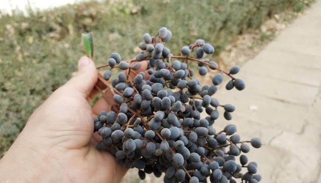 果实|它是养肝明目“特效药”,路边很常见,遇到别错过