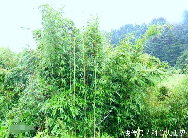 常用|竹子都是空心吗其实也有实心竹熊猫最爱吃它,生活中也常用到