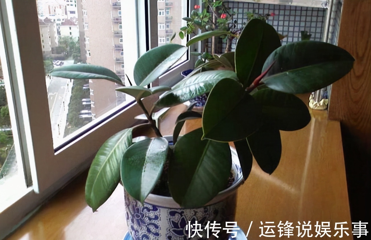 养护|6种花超耐阴,但凡有一丁点散射光,迅速爆满一屋子,美死了
