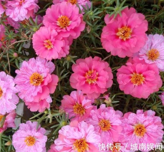 家里养上“3种花”,直接变成“百花园”,高雅艳丽,美不胜收!