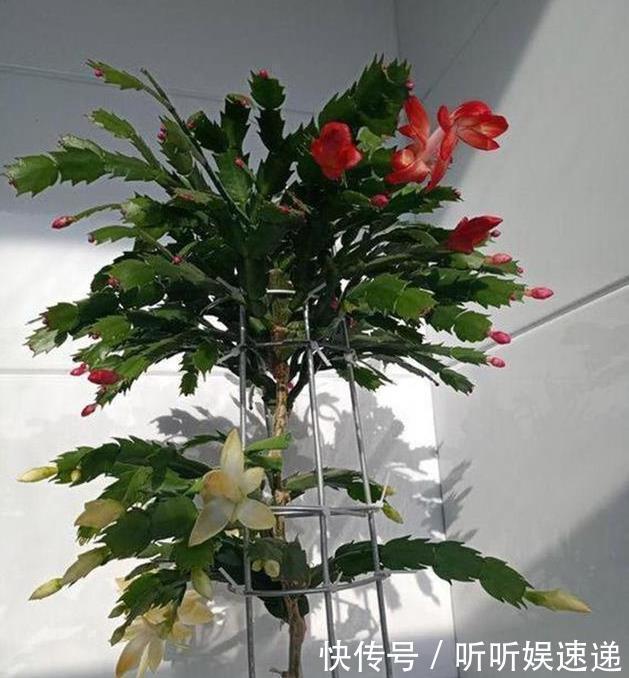 蟹爪兰的繁殖方法,原来是这样,长见识了