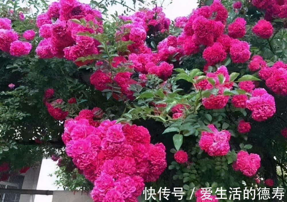 甜蜜红木香|7月逛花市,遇到3种花赶紧带回家,长势旺开花美,绽放整个夏天
