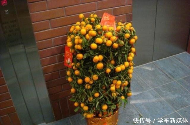 家里摆上10种花,越来越兴旺、发达,听名字就是“吉祥”花!