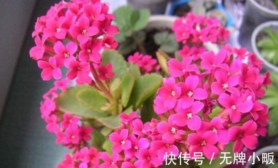 四种花常年开花易爆盆,颜值超高的,值得入手