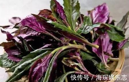 农村|农村一种野菜，价值珍贵，营养丰富，药用价值高，常吃止血抗病毒